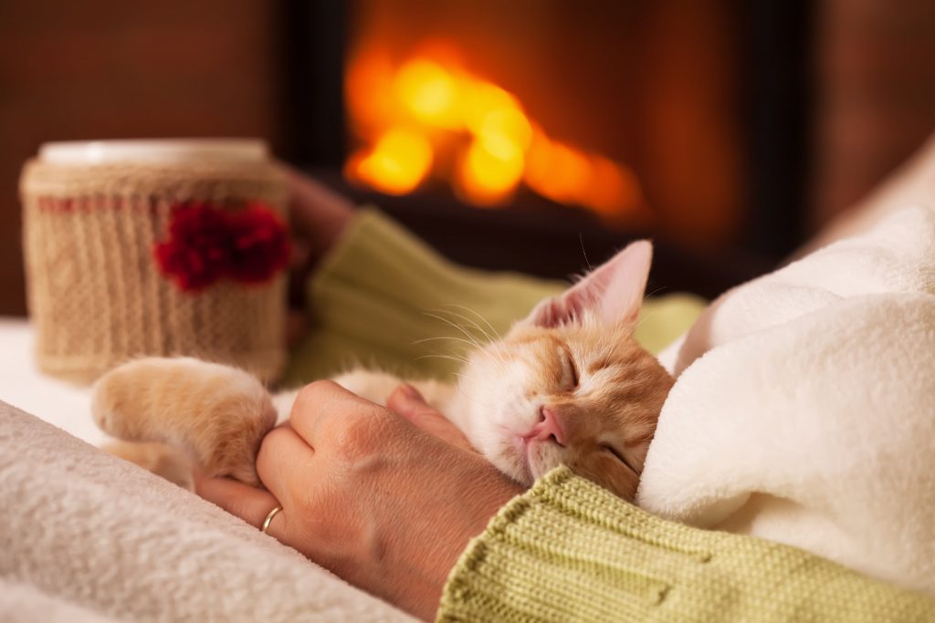 Fire Safety Tips For Your Pets
